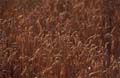 DT_AGRI.004